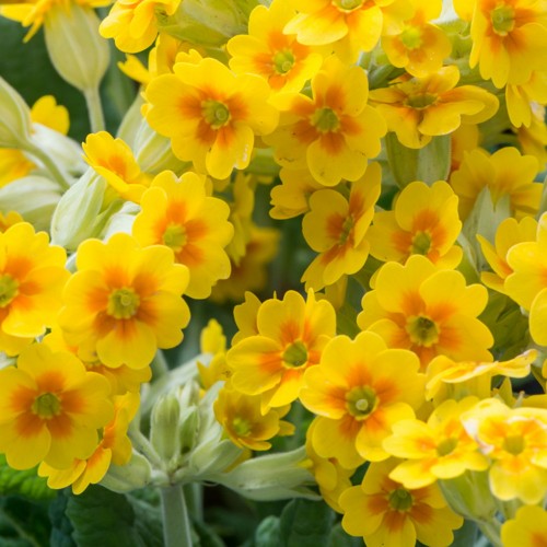 Primula veris 'Bright Deep Yellow' - Harilik nurmenukk 'Bright Deep Yellow' C1,5/1,5L